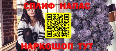 стаф Гай